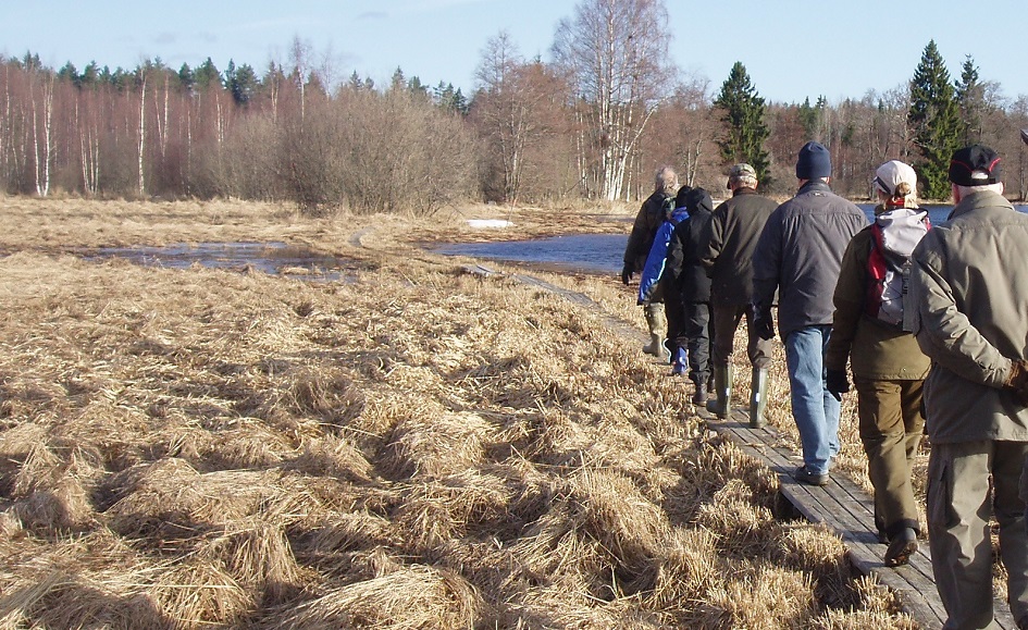 Sju personer går längs en led över våtmark.