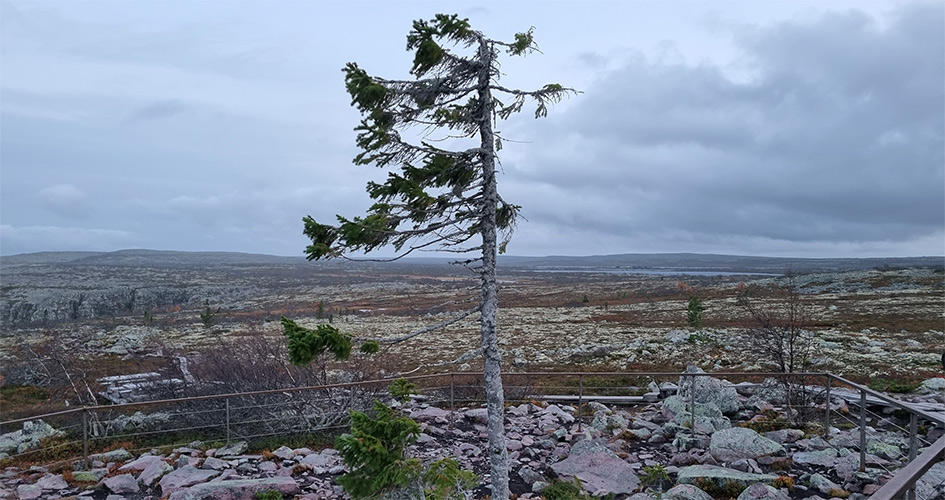 Fir tree on a cloudy day, stones in the ground and a remote landscape