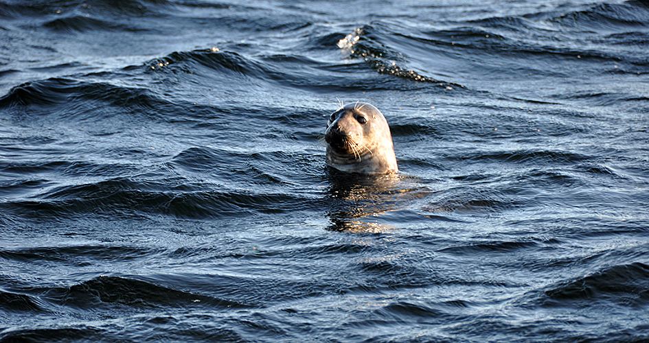 Gray seal looking out of the water, photo.