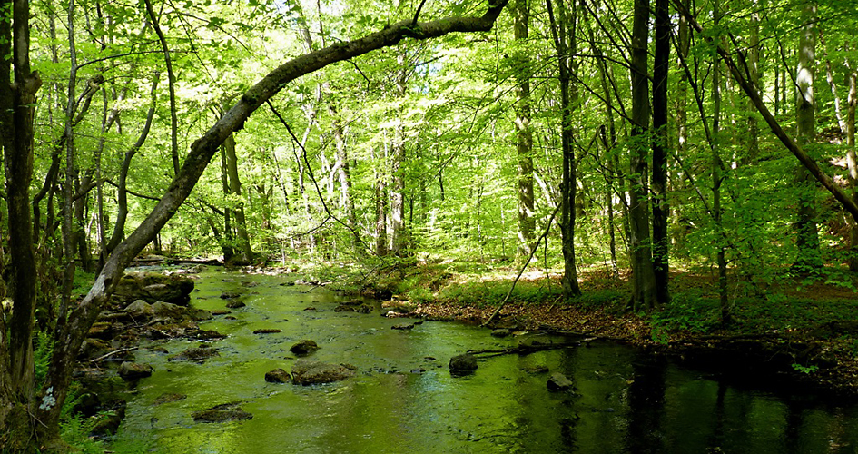 Skärån stream in summer green