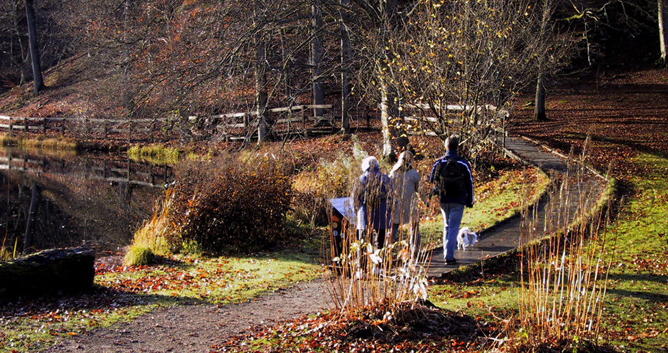 Autumn photo with three people with dogs heading out for a walk